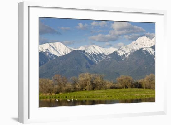 Trumpeter Swan Birds in Pond, Mission Mountain Range, Ninepipe, Ronan, Montana, USA-Chuck Haney-Framed Photographic Print