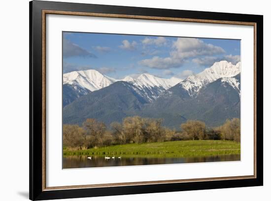 Trumpeter Swan Birds in Pond, Mission Mountain Range, Ninepipe, Ronan, Montana, USA-Chuck Haney-Framed Photographic Print