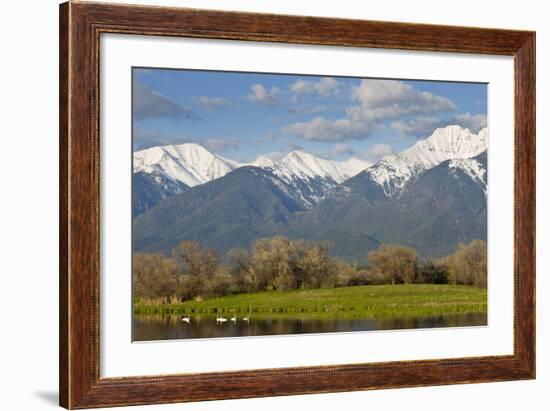 Trumpeter Swan Birds in Pond, Mission Mountain Range, Ninepipe, Ronan, Montana, USA-Chuck Haney-Framed Photographic Print