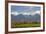 Trumpeter Swan Birds in Pond, Mission Mountain Range, Ninepipe, Ronan, Montana, USA-Chuck Haney-Framed Photographic Print