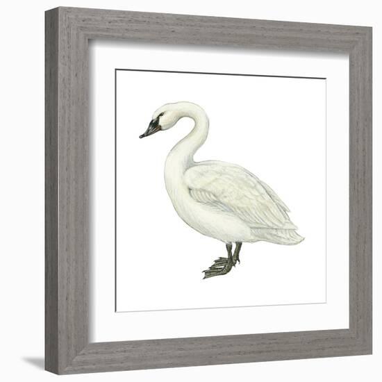 Trumpeter Swan (Cygnus Cygnus Buccinator), Birds-Encyclopaedia Britannica-Framed Art Print