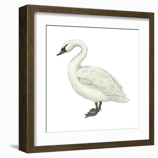 Trumpeter Swan (Cygnus Cygnus Buccinator), Birds-Encyclopaedia Britannica-Framed Art Print