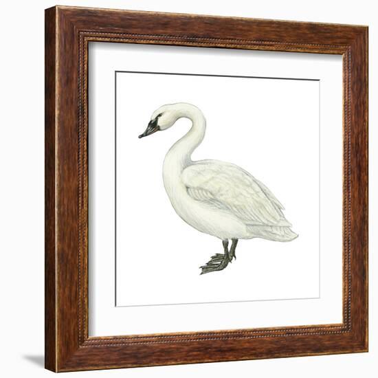 Trumpeter Swan (Cygnus Cygnus Buccinator), Birds-Encyclopaedia Britannica-Framed Art Print