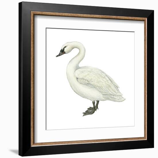 Trumpeter Swan (Cygnus Cygnus Buccinator), Birds-Encyclopaedia Britannica-Framed Art Print