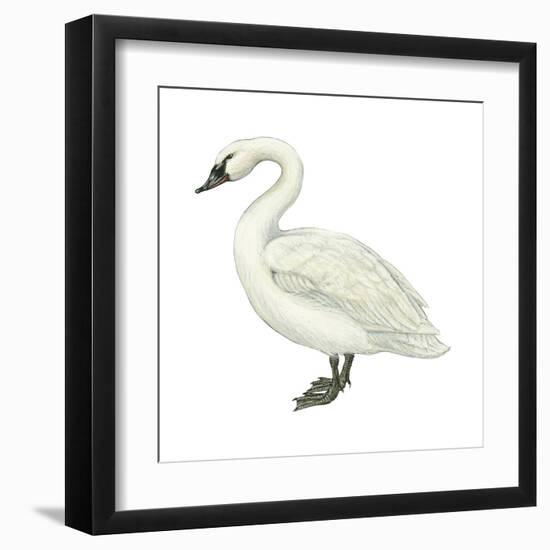 Trumpeter Swan (Cygnus Cygnus Buccinator), Birds-Encyclopaedia Britannica-Framed Art Print