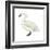 Trumpeter Swan (Cygnus Cygnus Buccinator), Birds-Encyclopaedia Britannica-Framed Art Print