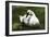 Trumpeter Swan CZ 17-Robert Michaud-Framed Giclee Print