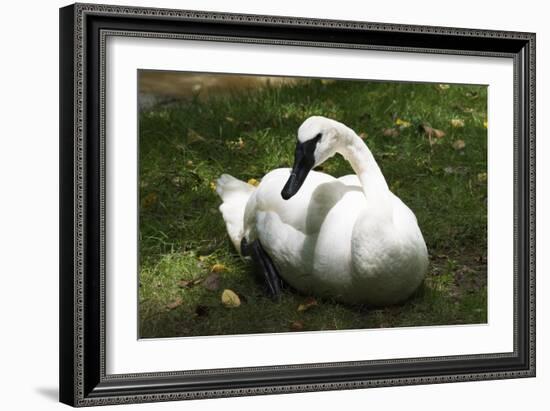 Trumpeter Swan CZ 17-Robert Michaud-Framed Giclee Print