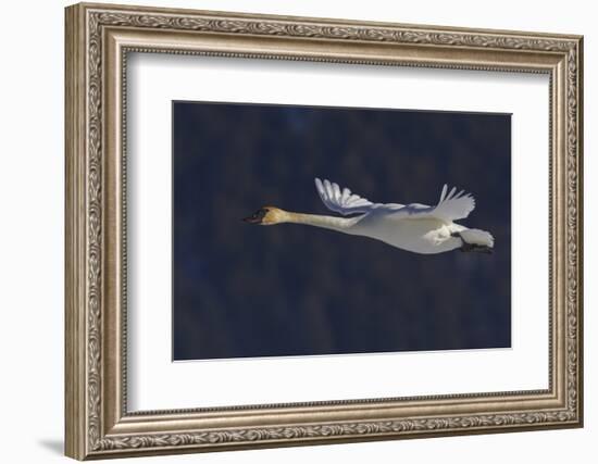 Trumpeter swan flying-Ken Archer-Framed Photographic Print