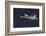 Trumpeter swan flying-Ken Archer-Framed Photographic Print