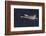 Trumpeter swan flying-Ken Archer-Framed Photographic Print