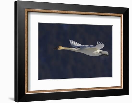 Trumpeter swan flying-Ken Archer-Framed Photographic Print