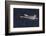 Trumpeter swan flying-Ken Archer-Framed Photographic Print