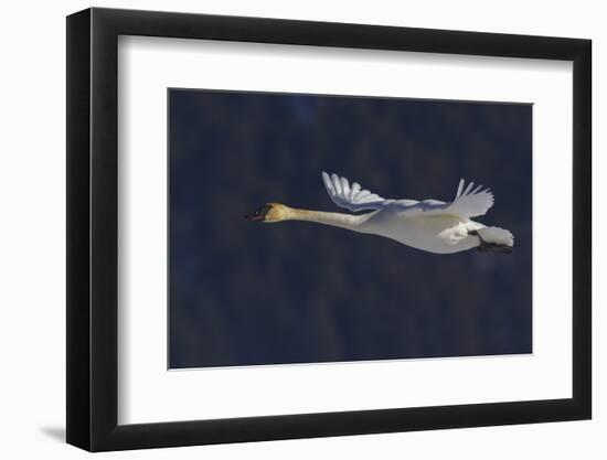 Trumpeter swan flying-Ken Archer-Framed Photographic Print