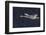 Trumpeter swan flying-Ken Archer-Framed Photographic Print