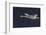 Trumpeter swan flying-Ken Archer-Framed Photographic Print