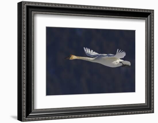 Trumpeter swan flying-Ken Archer-Framed Photographic Print