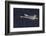 Trumpeter swan flying-Ken Archer-Framed Photographic Print