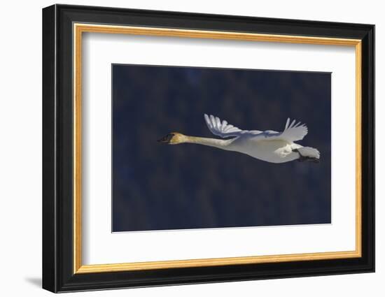 Trumpeter swan flying-Ken Archer-Framed Photographic Print