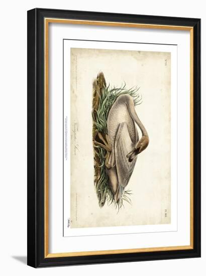 Trumpeter Swan II-John James Audubon-Framed Art Print