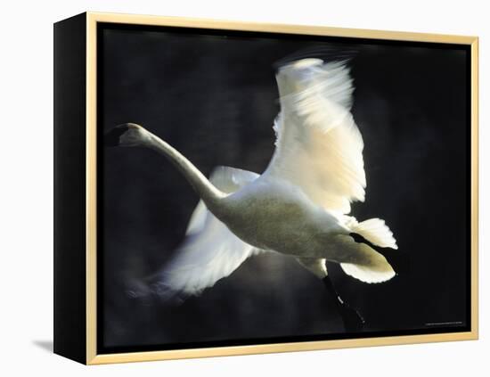 Trumpeter Swan in Flight-Vernon Merritt III-Framed Premier Image Canvas