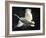 Trumpeter Swan in Flight-Vernon Merritt III-Framed Photographic Print