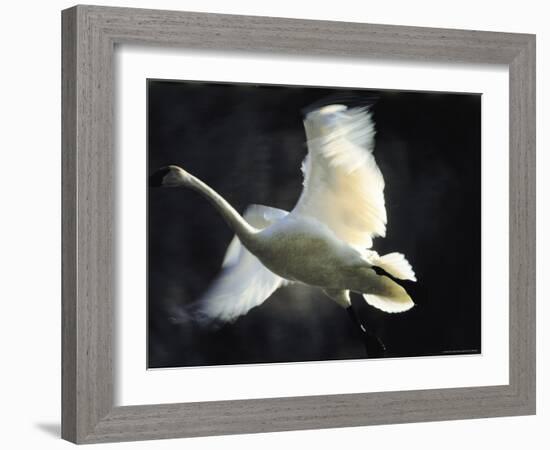 Trumpeter Swan in Flight-Vernon Merritt III-Framed Photographic Print