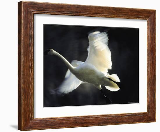 Trumpeter Swan in Flight-Vernon Merritt III-Framed Photographic Print