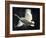 Trumpeter Swan in Flight-Vernon Merritt III-Framed Photographic Print