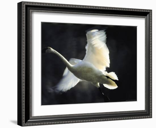 Trumpeter Swan in Flight-Vernon Merritt III-Framed Photographic Print