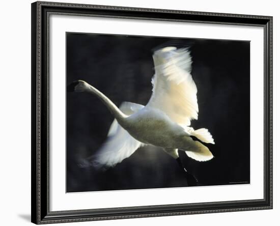 Trumpeter Swan in Flight-Vernon Merritt III-Framed Photographic Print