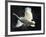 Trumpeter Swan in Flight-Vernon Merritt III-Framed Photographic Print