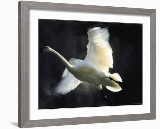 Trumpeter Swan in Flight-Vernon Merritt III-Framed Photographic Print