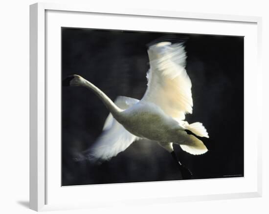 Trumpeter Swan in Flight-Vernon Merritt III-Framed Photographic Print