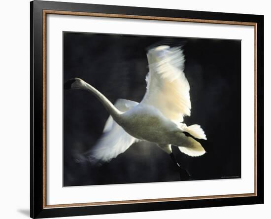 Trumpeter Swan in Flight-Vernon Merritt III-Framed Photographic Print