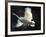 Trumpeter Swan in Flight-Vernon Merritt III-Framed Photographic Print