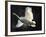 Trumpeter Swan in Flight-Vernon Merritt III-Framed Photographic Print