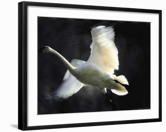 Trumpeter Swan in Flight-Vernon Merritt III-Framed Photographic Print