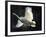 Trumpeter Swan in Flight-Vernon Merritt III-Framed Photographic Print