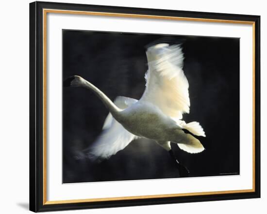 Trumpeter Swan in Flight-Vernon Merritt III-Framed Photographic Print