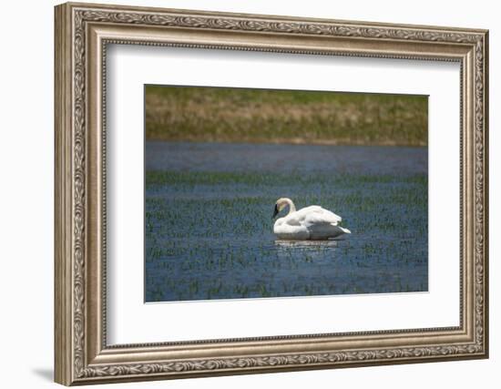 Trumpeter swan, Lamar River, Lamar Valley, Yellowstone National Park, Wyoming, USA-Roddy Scheer-Framed Photographic Print