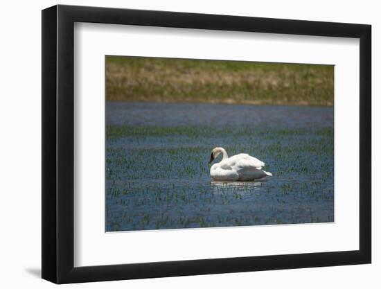 Trumpeter swan, Lamar River, Lamar Valley, Yellowstone National Park, Wyoming, USA-Roddy Scheer-Framed Photographic Print