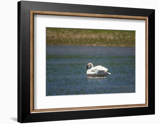Trumpeter swan, Lamar River, Lamar Valley, Yellowstone National Park, Wyoming, USA-Roddy Scheer-Framed Photographic Print