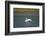 Trumpeter swan, Lamar River, Lamar Valley, Yellowstone National Park, Wyoming, USA-Roddy Scheer-Framed Photographic Print