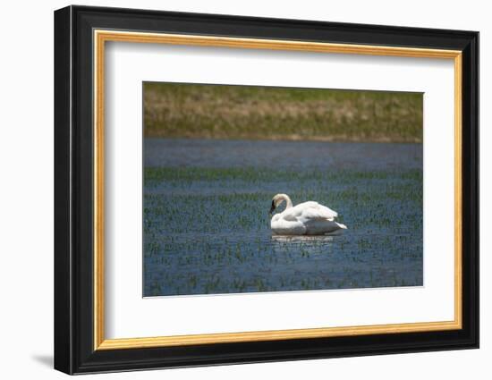 Trumpeter swan, Lamar River, Lamar Valley, Yellowstone National Park, Wyoming, USA-Roddy Scheer-Framed Photographic Print