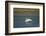 Trumpeter swan, Lamar River, Lamar Valley, Yellowstone National Park, Wyoming, USA-Roddy Scheer-Framed Photographic Print