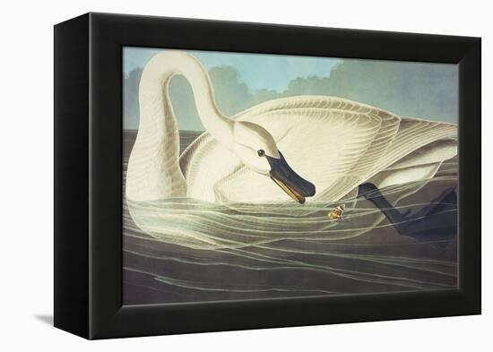 Trumpeter Swan (Olor Buccinator), Plate Ccccvi, from 'The Birds of America'-John James Audubon-Framed Premier Image Canvas