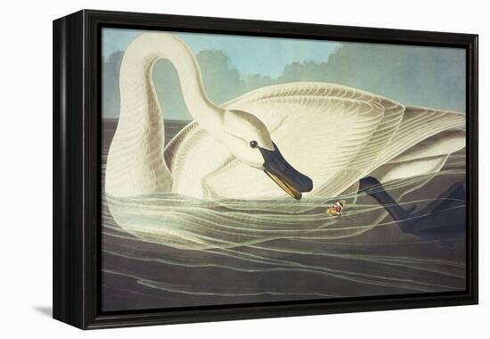 Trumpeter Swan (Olor Buccinator), Plate Ccccvi, from 'The Birds of America'-John James Audubon-Framed Premier Image Canvas