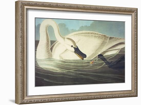 Trumpeter Swan (Olor Buccinator), Plate Ccccvi, from 'The Birds of America'-John James Audubon-Framed Giclee Print