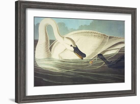 Trumpeter Swan (Olor Buccinator), Plate Ccccvi, from 'The Birds of America'-John James Audubon-Framed Giclee Print